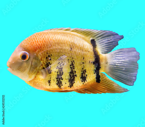 Striped fish from the Amazon and Orinoco. Heros efasciatus. Isolated photo on blue background. Website about nature and aquarium fish.