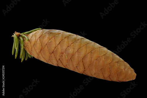cone of fir isolated on black background