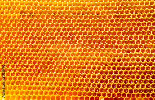 bees work on honeycomb