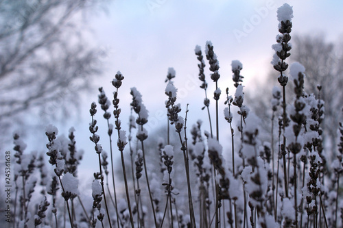 Snow covered Lavender plant flower heads during a winter dawn. Interesting seasonal nature background. Shallow depth of field.