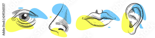 Nose, eye, lips, ear in pencil art style. Vector illustration design.