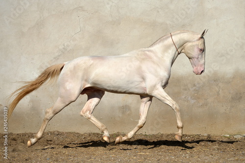 Cremello Akhal Teke stallion runs in trot beside grey concrete wall. Horizontal, side view, in motion.