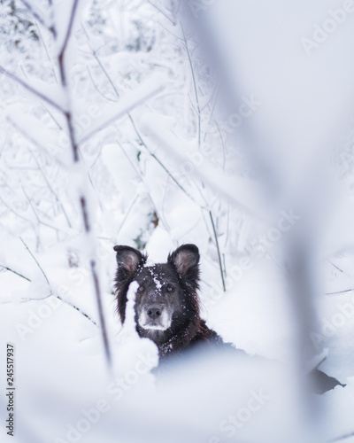 Black mixed breed dog in snowy forest