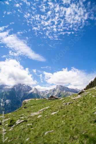 Happy cows in the Alps