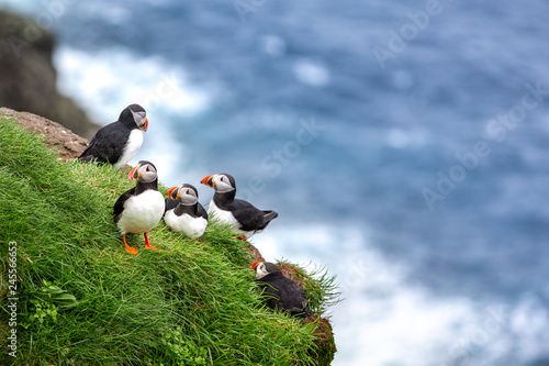 Puffins at the Faroe Islands, wild Europe. Mykines Island