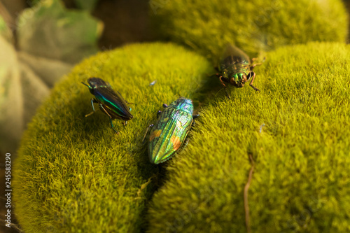 Samber Lilin as known as Jewel beetle