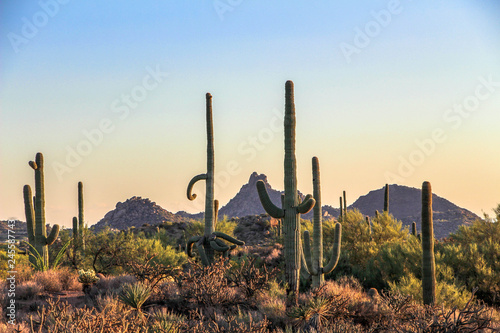 Saguaros and the McDowell Moutains in North Scottsdale Brown's Ranch hiking trail