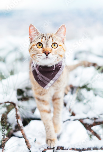 Cute explorer cat walking in winter outdoor.