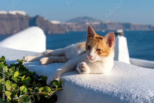 Oia village - Aegean sea - Santorini cat - Greece