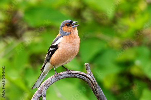 Chaffinch (Fringilla coelebs) sitting on a tree