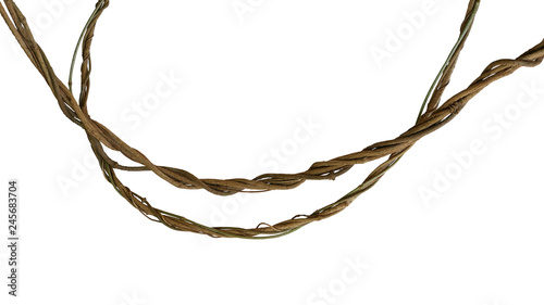 Twisted jungle vines, tropical rainforest liana plant isolated on white background, clipping path included.