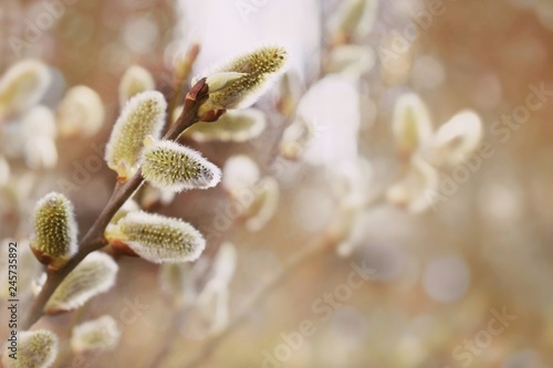 Fresh spring catkin branches 