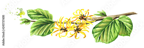 Blossoming branch of a witch hazel with leaves and flowers, medicinal plant Hamamelis. Watercolor hand drawn illustration isolated on white background