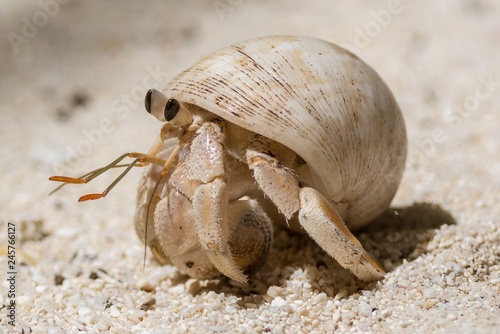 Hermit crab on the beach