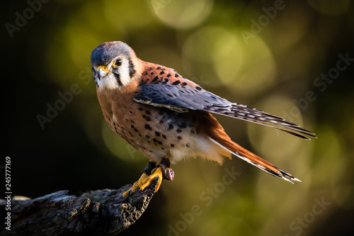 American Kestrel