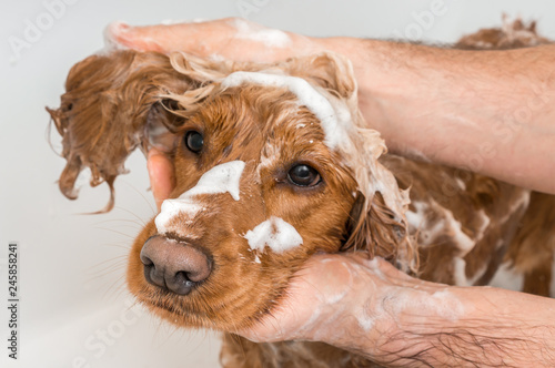 Cocker spaniel dog taking a shower with shampoo and water