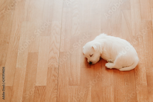 West terrier puppy lying on the floor