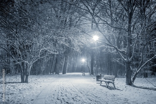 zimowy wieczór w parku