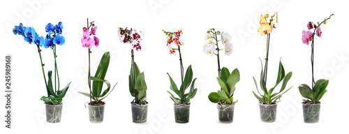 Set of beautiful orchid phalaenopsis flowers in pots on white background