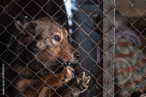 Stray dog in a shelter in a cage