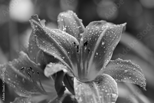 Blossom red lily flower with water drops. Black and white toned image.