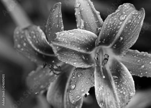 Black and white blossom lily flowers with water drops at sun day