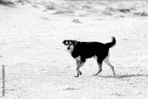 Stray dog on the seashore