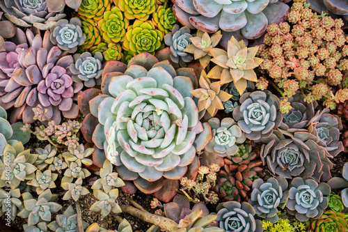 Miniature succulent plants (succulent cactus) at the garden