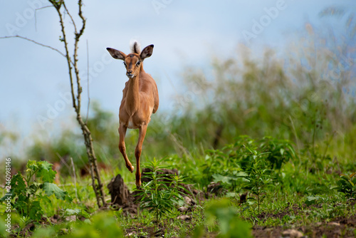 Full of the joys of life, an impala youngster runs, prances and leaps into the air with unrestrained enthusism.