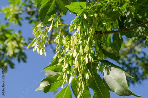 Fraxinus ornus samaras