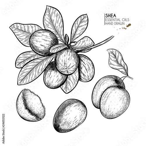 Hand drawn shea plant branch and nuts. Engraved vector illustration. Medical, cosmetic plant. Moisturizing butter,essential oil. Cosmetic, medicine, treating, aromatherapy package design skincare.