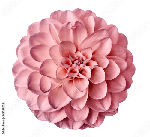 pink flower dahlia on a white background isolated with clipping path. Closeup. for design. Dahlia.