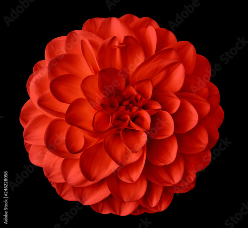 red flower dahlia on the black background isolated with clipping path. Closeup. for design. Dahlia.