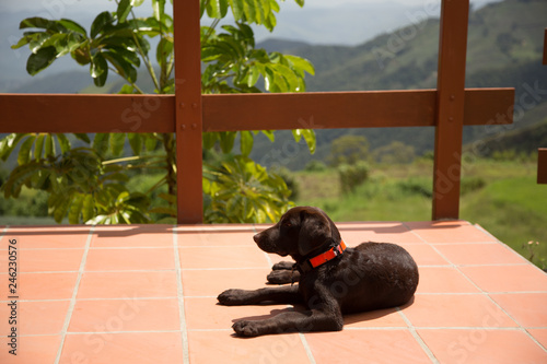 Brown Lab