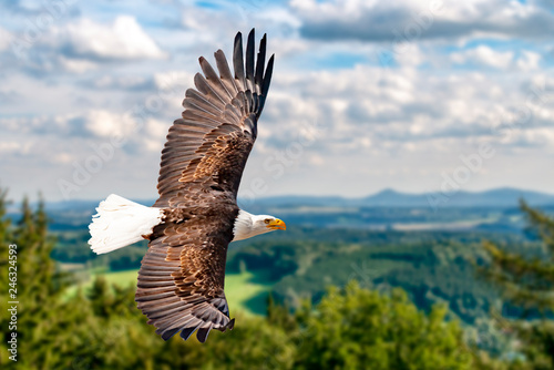 Ein Weißkopfseeadler fliegen in großer Höhe am Himmel und suchen Beute. Es sind Wolken am Himmel aber es herrscht klare Sicht bei strahlender Sonne.