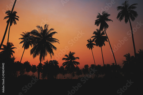 Beautiful tropical coconut palm tree