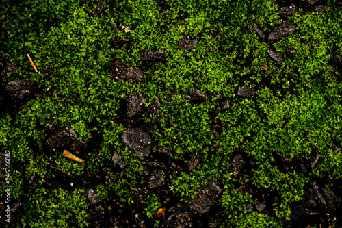 Cement Texture with moss close up