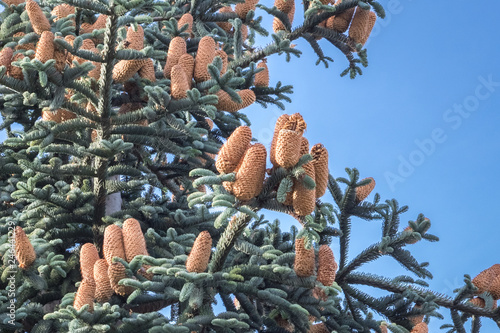 Beautiful glaucous foliage and large cones of Nobilis fir (Abies procera)