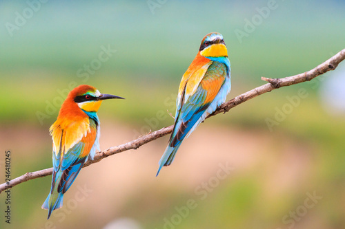 beautiful colorful birds sitting on a branch