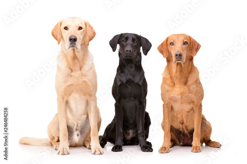 Studio shot of an adorable Golden retriever, Labrador retriever and a mixed breed dog