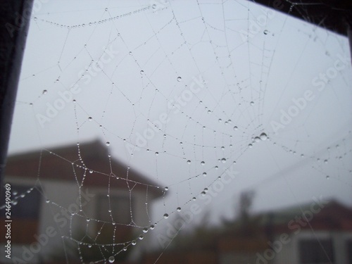 Gota de rocío en tela de araña