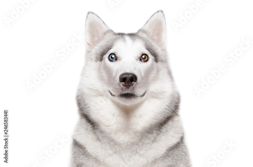Portrait of a dog breed Siberian Husky with different color eyes isolated on white background