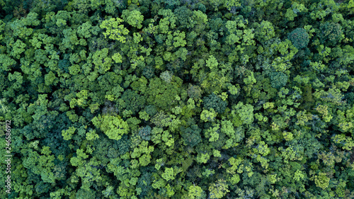 Forest and tree landscape texture abstract background, Aerial top view forest atmosphere area, Texture of forest view from above, Ecosystem and healthy ecology environment concepts.