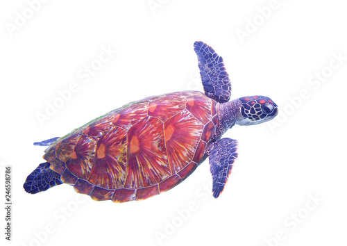 Marine turtle in open sea. Tropical sea turtle underwater photo. Oceanic animal in blue water. Summer vacation activity