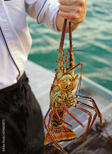 View of a chef holding a fresh live spiny lobster just picked from the Caribbean Sea in St Kitts