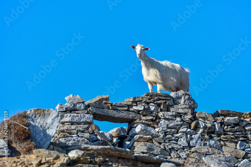 goats who climb the rocks in Amorgos island, cyclades greece