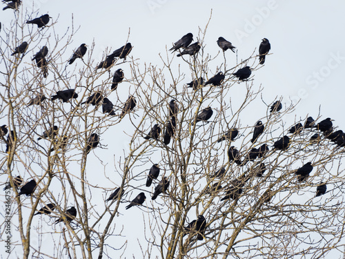 Corvus frugilegus - Colonie de corbeaux freux perchés sur de haut arbres en hivers