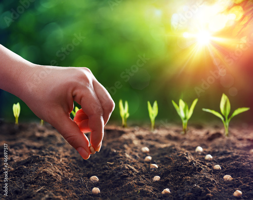 Hands Planting The Seeds Into The Dirt