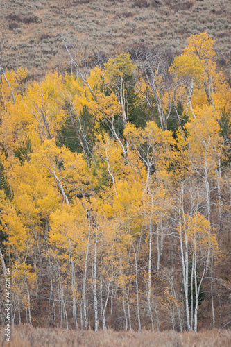 Fall foliage on a mountainside with copy space