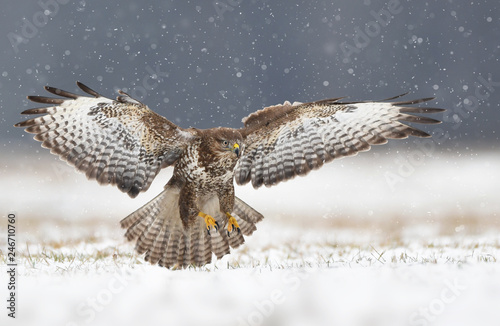 Common buzzard (Buteo buteo)